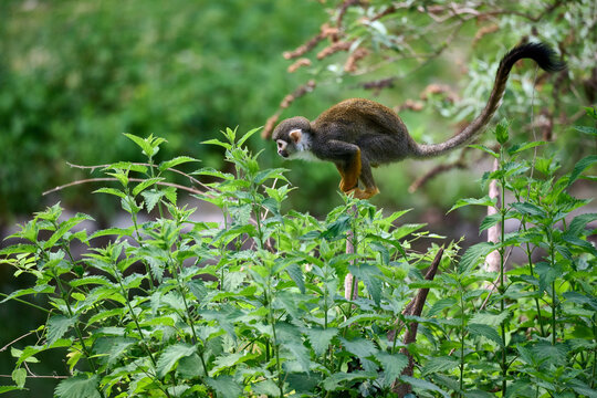 Common squirrel monkey leaping on green stinging nettle plants at Bratislava Zoo, Bratislava, Slovakia, Europe