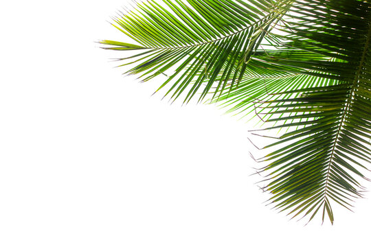 Isolated palm tree branches corner border on white background.