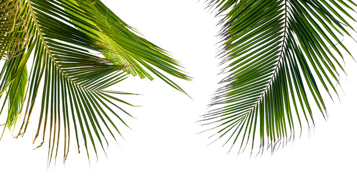 Two sides palm tree branches cutout isolated on white backdrop.