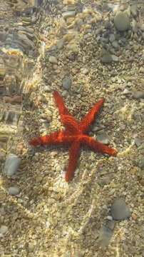 Red starfish on a pebble seabed under crystal clear water with sun ripples