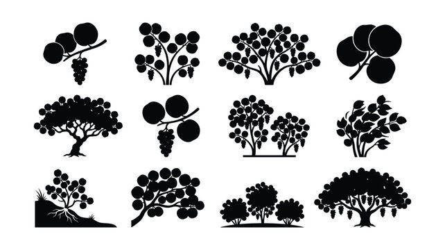 Black Sea Grape Tree Silhouette Vector Set, Coastal Shrub and Fruit Icons Isolated on White Background