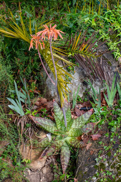 Soap Aloe (Aloe maculata) Growing in a Countryside Garden Near Besal&uacute;, Spain