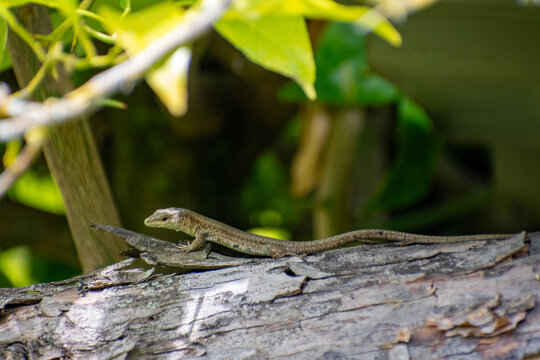 Common Lizard (Zootoca vivipara) Hiding in Foliage in the Countryside Near Besal&uacute;, Spain