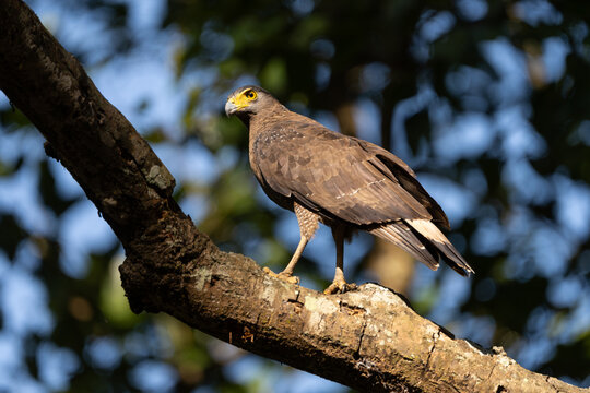 A Crested Serpent Eagle (Spilornis cheela) perched alert on a tree branch, scanning its surroundings for prey. This striking bird of prey is recognized by its bright yellow facial skin