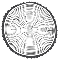 Fototapeta premium Tree Trunk Cross Section Showing Growth Rings and Bark Texture