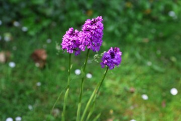 Naklejka premium Close up of small purple flowers on the green background.