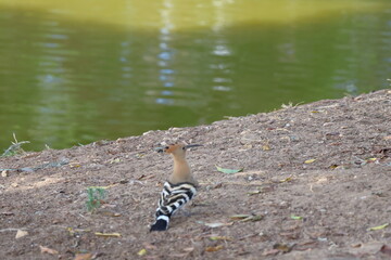 Hoopoe bird in the park. Common hoopoe (Upupa epops) © Viktor