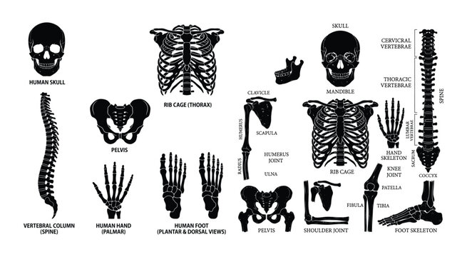 Human skeletal anatomy illustration with labeled bones on a white background