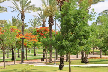 Obraz premium Palm trees in a park in the city