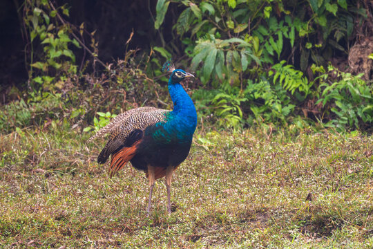 An Indian Peafowl (Pavo cristatus) standing gracefully in an open natural area, displaying its vibrant iridescent blue plumage. This iconic bird, renowned for its elegance and striking appearance