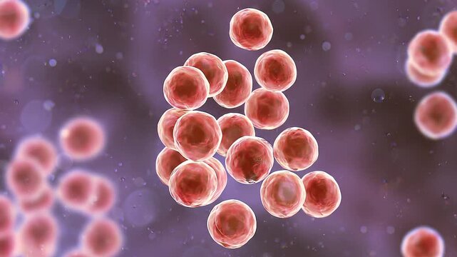 Staphylococcus bacteria, 3D animation showing spherical Gram-positive cocci arranged in characteristic grape-like clusters, common human pathogens causing skin and systemic infections.
