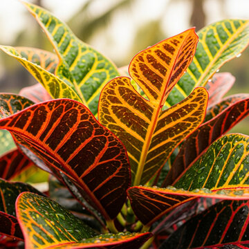 close up of vibrant colorful croton leaves with water droplets in a garden