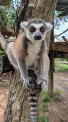 Fototapeta premium A portrait of a lemur sitting on a sawed-off tree branch in a lush outdoor enclosure. In the blurred background is lemur climbing infrastructure, a climbing net, green trees, and wooden animal houses.