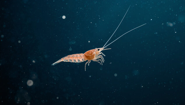 暗い海中でプランクトンのように浮かぶ淡い色のエビ