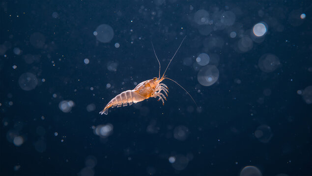 暗い海中でプランクトンのように浮かぶ淡い色のエビ