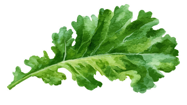 fresh green lettuce