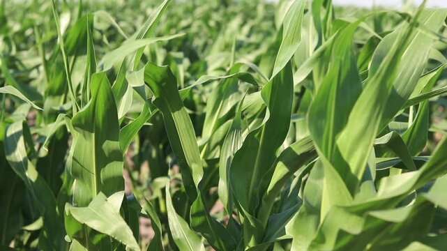 Young corn field on a sunny day. Green rows of crops on fertile soil under clear sky. Agribusiness and grain growing concept. Bright green corn shoots on a farm field. Agriculture in summer