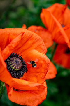 Close-up of a bumblebee on a vibrant orange poppy flower
