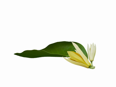 White champaca flowers with fresh green leaf isolated on white background.