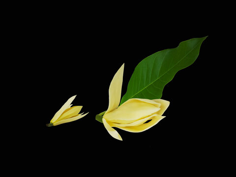 White champaca flowers with green leaf arrangement isolated on black background.