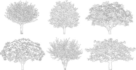 Fototapeta premium Six diverse tree outline drawings for architectural site plans and landscaping layouts 