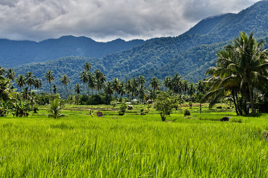 Green rice paddies and tropical palm trees