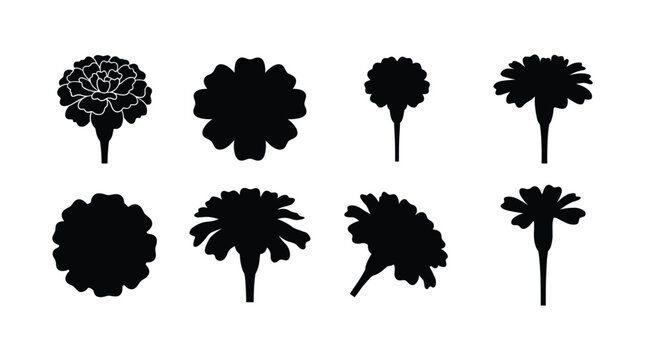 Solid Marigold Silhouettes, Flat Vector Tagetes Flower Icon Set and Black Solid Silhouette Outlines Isolated on White Background