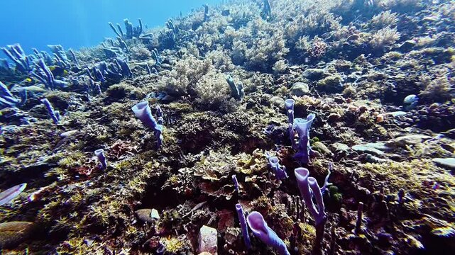 Clusters of blue tube sponges and corals create amazing contrast on the reef slope of Bali, Gili Trawangan. Lively marine life and clear water reveal the beauty of this Indonesian dive paradise.