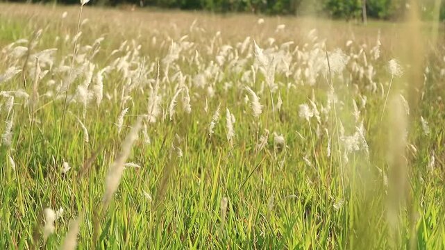 Beautiful wild cogon grass field blowing in the wind during a golden sunset sunset light in the countryside