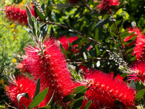 Vibrant red bottlebrush flowers blooming on a shrub in a sunny garden setting