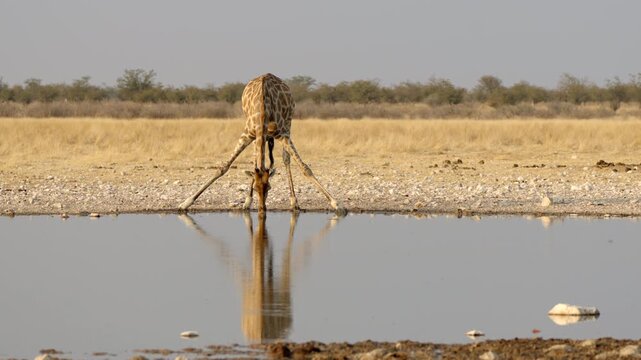 A giraffe drinks from a waterhole in Etosha National Park, Namibia.