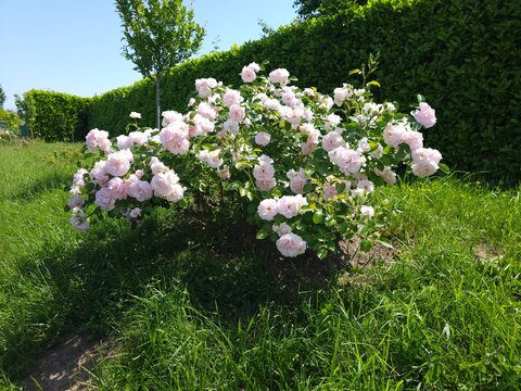 Rosa floribunda Princesse de Galles_ Rose shrub in flower 