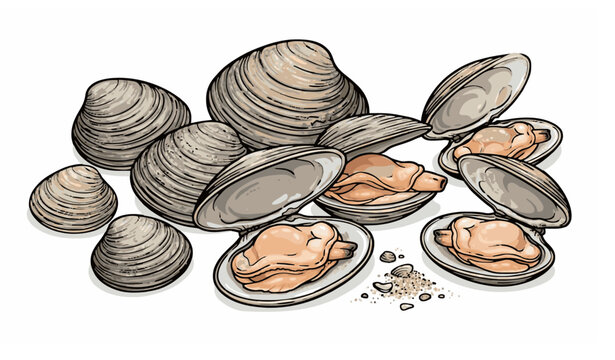 Clams Vector Illustration Isolated on White Background