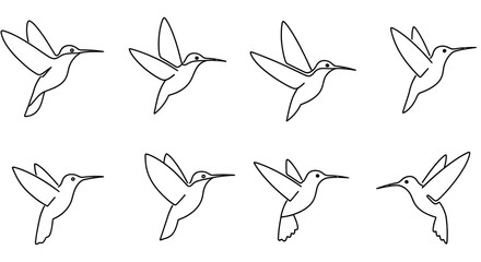 Hummingbird Line Art Collection On White Background bird hummingbirds avian © Imdadul_Studio