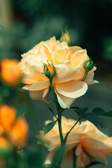 Obraz premium Yellow rose