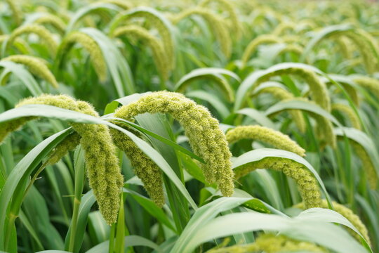foxtail millet in the field