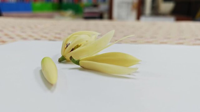 Close up of fresh white champaca flowers on white surface.