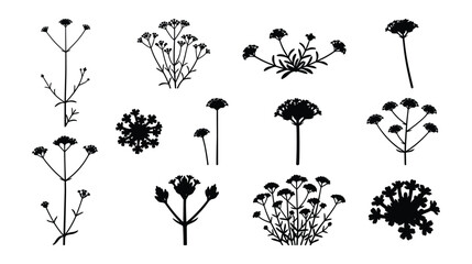 Yarrow and Queen Annes Lace Silhouettes, Flat Vector Wildflower Icon Set and Black Silhouette Outlines Isolated on White Background  © selena