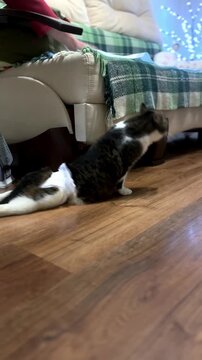 Disabled Homeless Rescue Cat with Paralyzed Hind Legs Exploring New Apartment After Adoption
