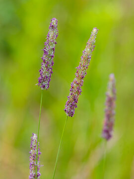Timothy-grass ( Latin-Phleum pratense ) is the type species of the genus Timothy-grass ( Phleum ) of the family Poaceae