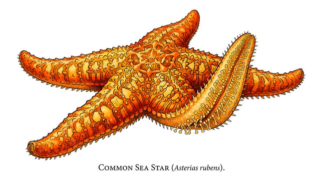 A vibrant orange sea star lies on the ocean floor surrounded by water and seaweed.