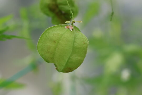 A balloon vine with two mealybugs on it