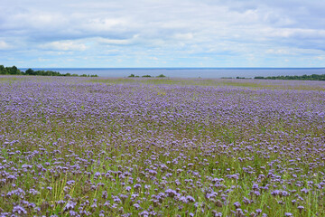Purple Phacelia Flower Field with Distant Water View © Irina