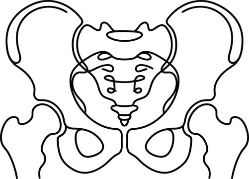 Minimalist continuous line drawing of human pelvis and hip bones.