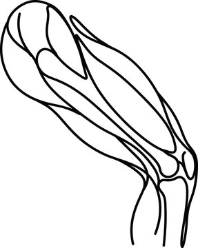 Human thigh and knee muscular system anatomy line art.