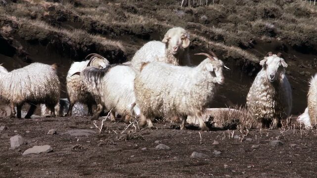 Angora Goats Grazing On Low Bushes In Patagonia Argentina Rural Landscape - 4K