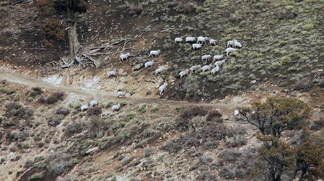 High Angle View Of Sheep Flock Herded Along Mountain Trail - 4K