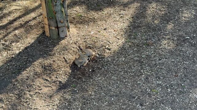 Small roe deer sitting on the ground near a tree in zoo enclosure