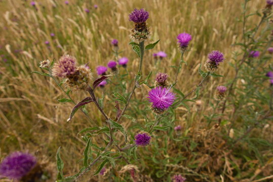 Hampton Water, Peterborough, England, UK - July 01 2026: Beeby's Lake West during a summer afternoon - Close up of wild Common Knapweed blooming in the meadow amongst the yellowing grass