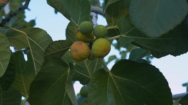 A cluster of figs hanging from a fig tree